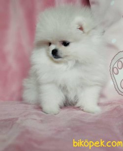 Teddy Bear Pomeranian Show Kalite Yavru Ve Yetişkinler 2