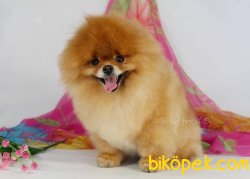 Teddy Bear Pomeranian Show Kalite Yavru Ve Yetişkinler 1