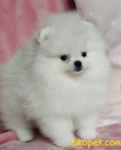 Teddy Bear Pomeranian Show Kalite Yavru Ve Yetişkinler 4