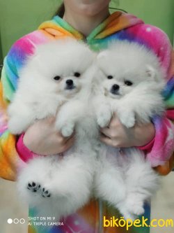 Teddy Bear Pomeranian Show Kalite Yavru Ve Yetişkinler 5