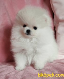 Teddy Bear Pomeranian Show Kalite Yavru Ve Yetişkinler 3