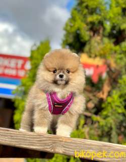 Teddy Bear Pomeranian Wc Eğitimli Pasaportlu 4