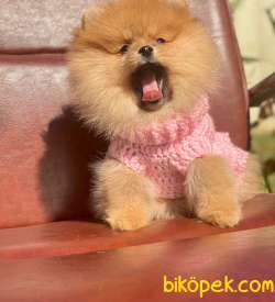 Teddy Bear Pomeranian Yavrumuz 3