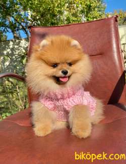Teddy Bear Pomeranian Yavrumuz 1