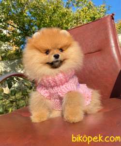 Teddy Bear Pomeranian Yavrumuz 2