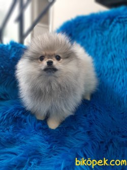Teddy Bear Pomeranian Yavrumuz Secereli Ve Irk Garantilidir. 1