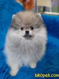 Teddy Bear Pomeranian Yavrumuz Secereli Ve Irk Garantilidir. 4