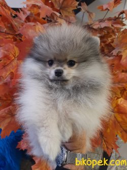 Teddy Bear Pomeranian Yavrumuz Secereli Ve Irk Garantilidir. 2