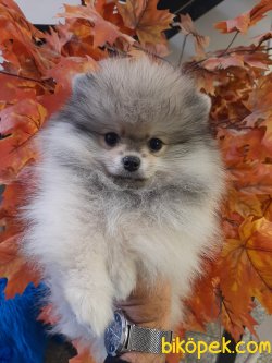 Teddy Bear Pomeranian Yavrumuz Secereli Ve Irk Garantilidir. 3