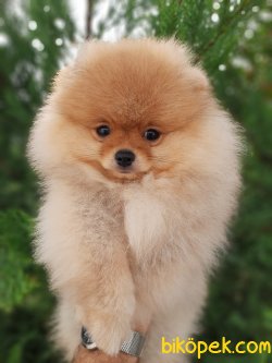 Teddy Bear Pomeranian Yavrumuz Secereli Ve Irk Garantilidir. 4