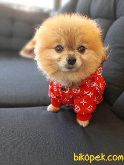 Teddy Bear Pomeranian Yavrumuz Secereli Ve Irk Garantilidir. 3