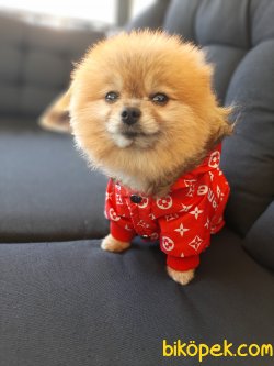Teddy Bear Pomeranian Yavrumuz Secereli Ve Irk Garantilidir. 1