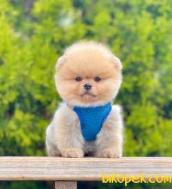 Teddy Bear Safkan Sevimli Pomeranian Boo 2