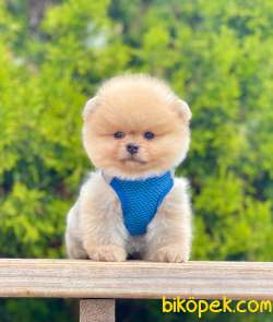 Teddy Bear Safkan Sevimli Pomeranian Boo 1