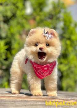Teddy Bear Safkan Sevimli Pomeranian Boo 2