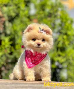 Teddy Bear Safkan Sevimli Pomeranian Boo 3