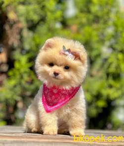 Teddy Bear Safkan Sevimli Pomeranian Boo 4