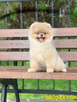 Teddy Bear Scrli Eğitimli POMERANİAN BOO 3