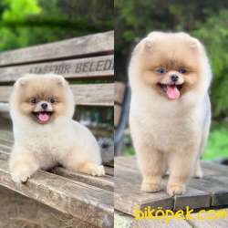 Teddy Bear Scrli Eğitimli POMERANİAN BOO 1