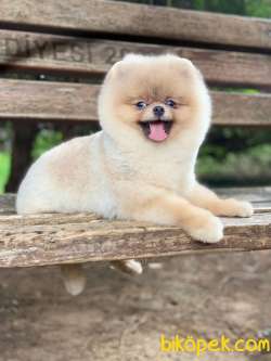 Teddy Bear Scrli Eğitimli POMERANİAN BOO 2