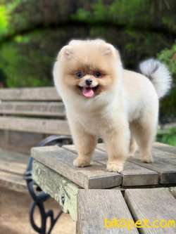 Teddy Bear Scrli Eğitimli POMERANİAN BOO 4