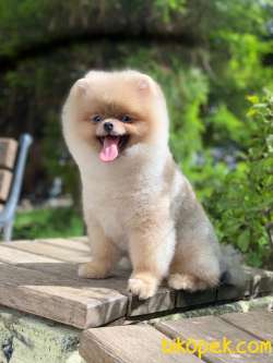 Teddy Bear Scrli Eğitimli POMERANİAN BOO 5