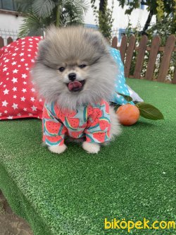 Teddy Bear Secereli 0 Garantili Pomeranian Boo 3