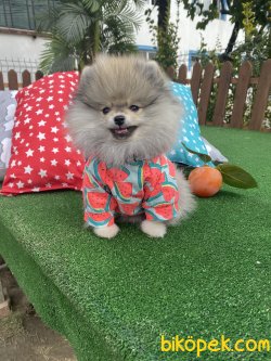 Teddy Bear Secereli 0 Garantili Pomeranian Boo 2