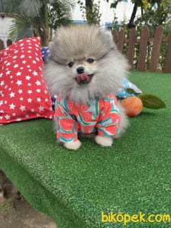 Teddy Bear Secereli 0 Garantili Pomeranian Boo 1