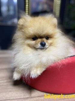TEDDY BEAR SHOW KALİTE POMERANİAN 3