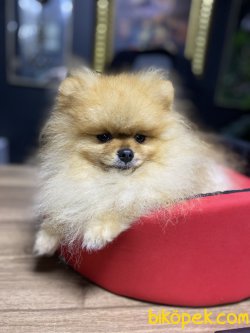 TEDDY BEAR SHOW KALİTE POMERANİAN 1