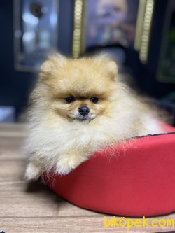 TEDDY BEAR SHOW KALİTE POMERANİAN 2