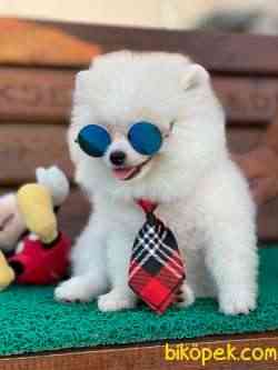 Teddy Bear  Sıfır Burun 4