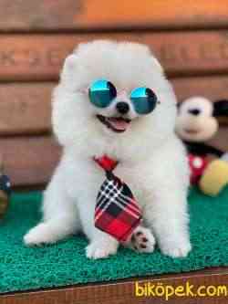 Teddy Bear  Sıfır Burun 5