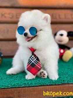 Teddy Bear  Sıfır Burun 1