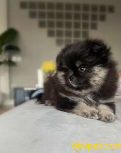 Teddy Bear Siyah Renk Pomeranian Dişi Yavru 2