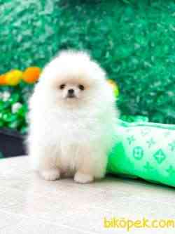 TEDDY BEAR SURAT 2