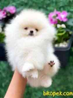 TEDDY BEAR SURAT 1