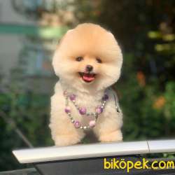 TEDDY BEAR SURAT DİŞİ POMERANİAN YAVRUMUZ 2