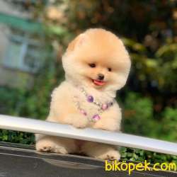 TEDDY BEAR SURAT DİŞİ POMERANİAN YAVRUMUZ 5