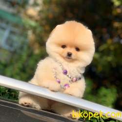 TEDDY BEAR SURAT DİŞİ POMERANİAN YAVRUMUZ 4