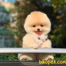 TEDDY BEAR SURAT DİŞİ POMERANİAN YAVRUMUZ 1