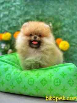 TEDDY BEAR SURAT KIZIMIZ 1