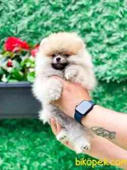 TEDDY BEAR SURAT KIZIMIZ 2