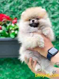 TEDDY BEAR SURAT KIZIMIZ 3