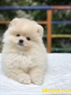 Teddy Bear Surat Pomeranian Boo Yavrumuz Irk Ve Saglık Garantili 3