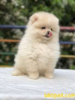 Teddy Bear Surat Pomeranian Boo Yavrumuz Irk Ve Saglık Garantili 5