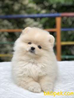 Teddy Bear Surat Pomeranian Boo Yavrumuz Irk Ve Saglık Garantili 4