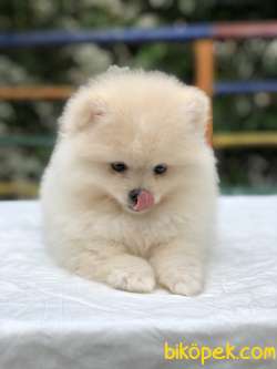 Teddy Bear Surat Pomeranian Boo Yavrumuz Irk Ve Saglık Garantili 2
