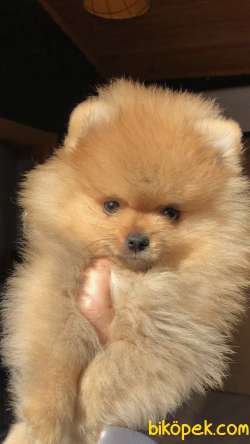 Teddy Bear Surat Yapısına Sahip Olan Pomeranian Yavrumuz 2